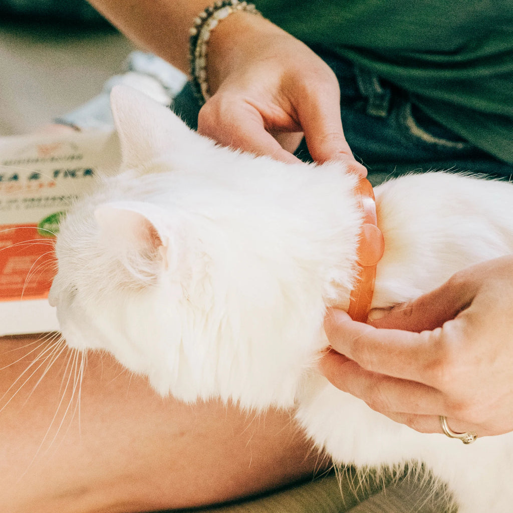 Flea & Tick Collar for Dogs + Cats